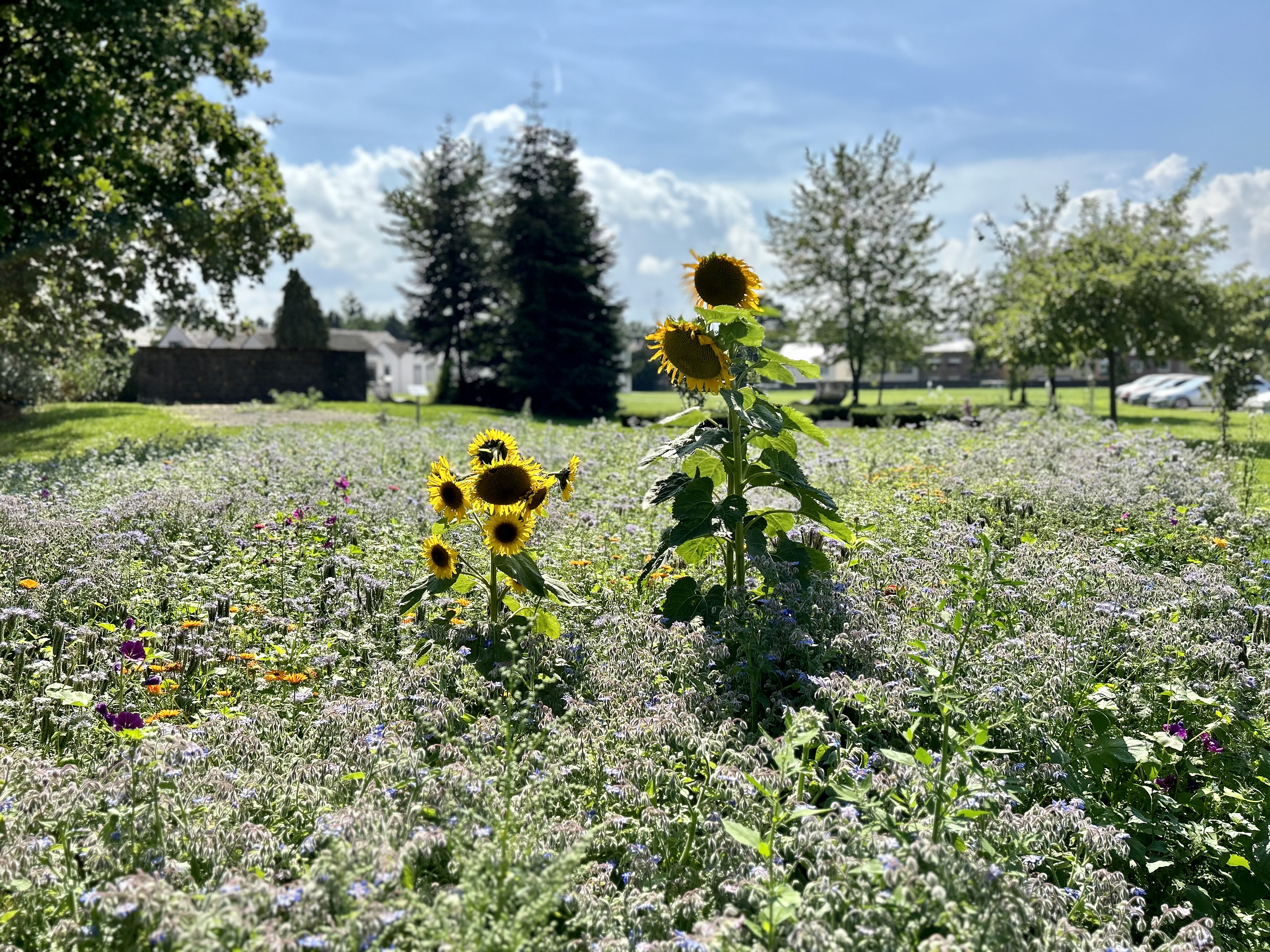 Wildblumenwiese